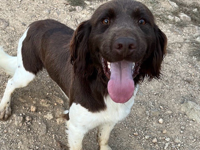 Thor Vom hundegelaut