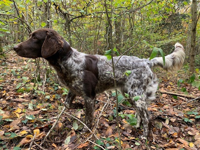 Pouka De La Ranche Du Chêne