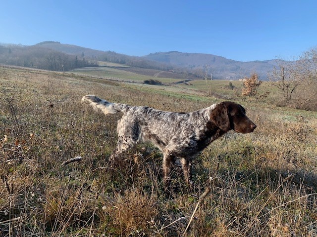 TR. CH. Pouka De La Ranche Du Chêne
