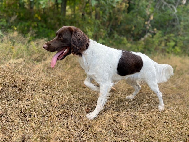 Tara De La Ranche Du Chêne
