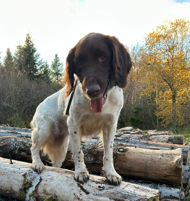 ORTIE De la Ranche du Chêne De La Ranche Du Chêne