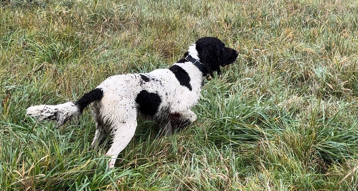 CHAMPION DE RACE des Epreuves de travail 2024