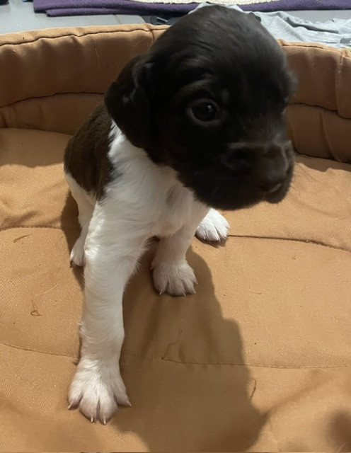 De La Ranche Du Chêne - Chiots disponibles - Petit Epagneul de Münster