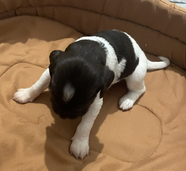De La Ranche Du Chêne - Chiots disponibles - Petit Epagneul de Münster