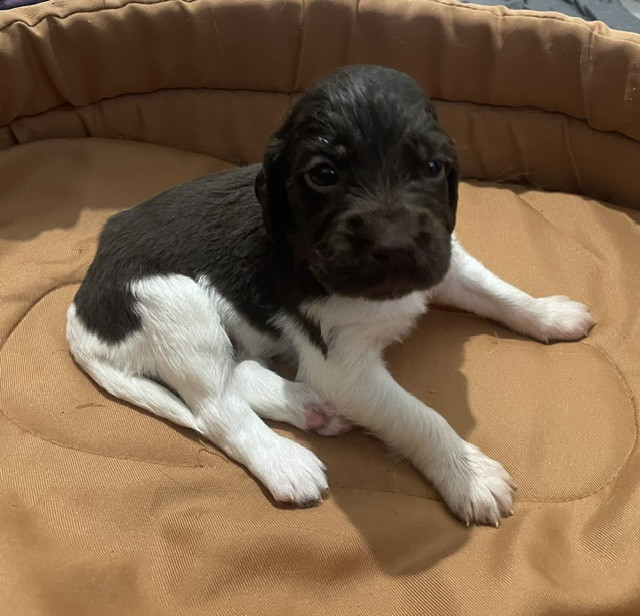 De La Ranche Du Chêne - Chiots disponibles - Petit Epagneul de Münster