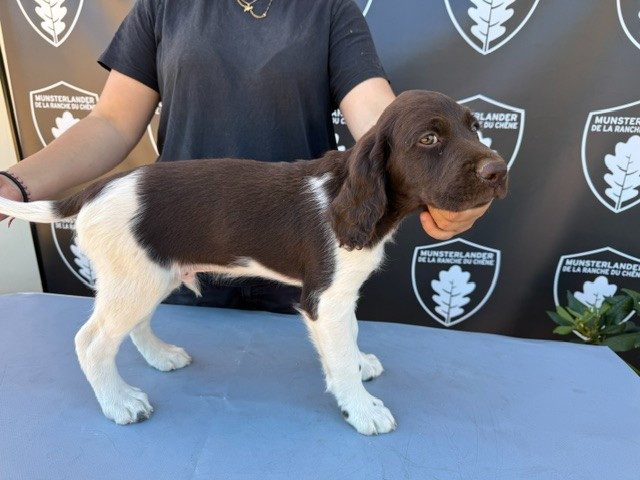 De La Ranche Du Chêne - Chiots disponibles - Petit Epagneul de Münster