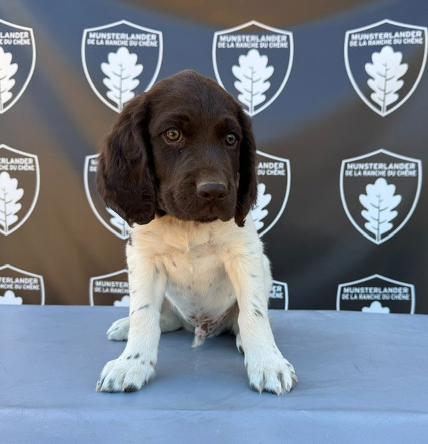 De La Ranche Du Chêne - Chiots disponibles - Petit Epagneul de Münster