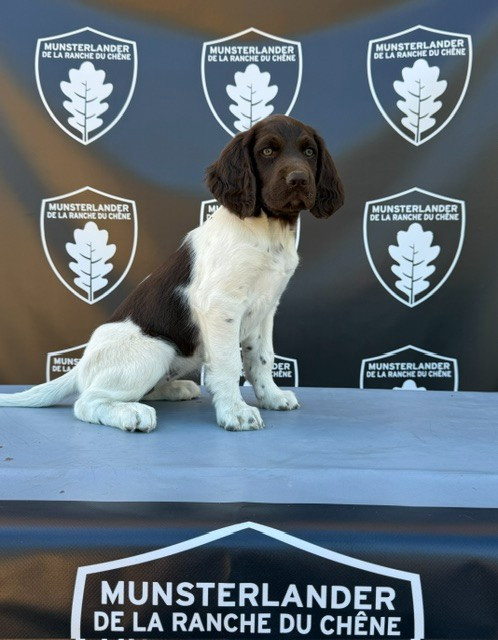 De La Ranche Du Chêne - Chiots disponibles - Petit Epagneul de Münster