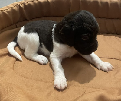 Chiot N°2