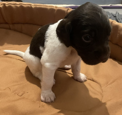 Chiot N°5