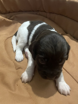 Chiot N°6