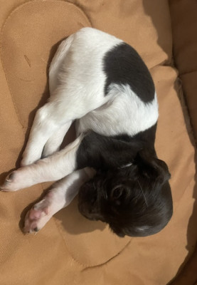 Chiot N°7