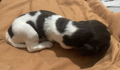 Chiot N°8