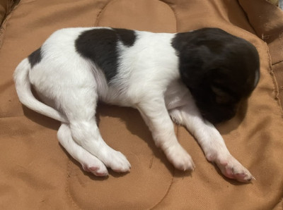 Chiot N°9
