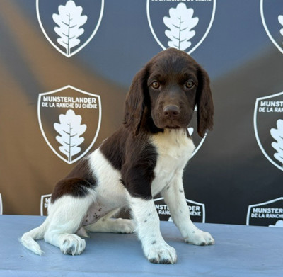 Chiot N°6