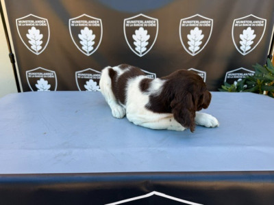 Chiot N°8